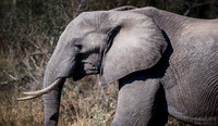 Thornybush