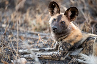 Wild dogs