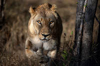 Lions steal breakfast from leopard