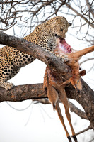 Leopard with impala
