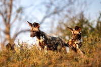 Wild dog