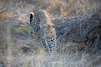 Leopards