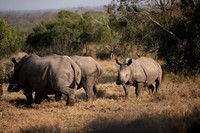 Rhino