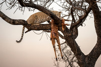 Leopard with impala