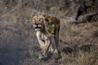 Lions steal breakfast from leopard