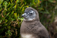Penguins