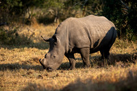 Rhino