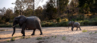 Elephant story