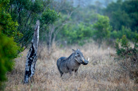 Warthog and others