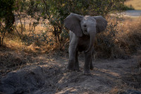 Elephants' day