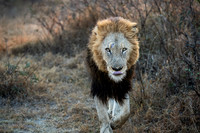 Lions