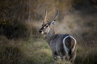 Antelope