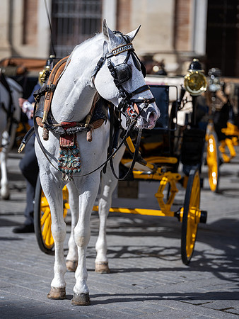 Seville